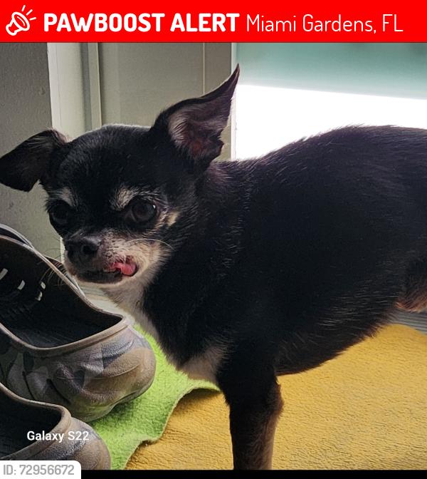 Lost Male Dog last seen Near nw 36 th ave, Miami Gardens, FL 33056