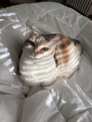 Reunited Female Cat last seen Near Melvin street, Pocusset street, Wightman street , Pittsburgh, PA 15217