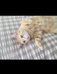 Lost Male Cat last seen ALLUMBA STREET QUEANBEYAN, Queanbeyan West, NSW 2620