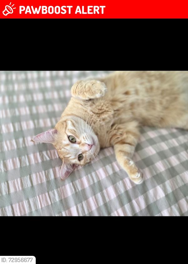 Lost Male Cat last seen ALLUMBA STREET QUEANBEYAN, Queanbeyan West, NSW 2620
