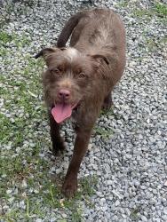 Found/Stray Female Dog last seen IVC drive , Dalton, GA 30721
