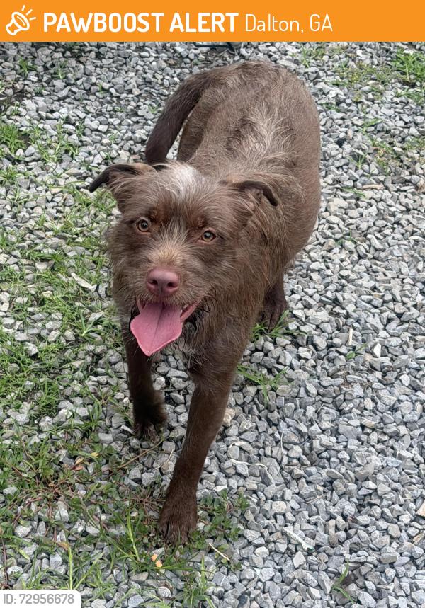 Found/Stray Female Dog last seen IVC drive , Dalton, GA 30721