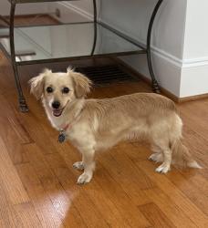 Lost Female Dog last seen Park Rd and Selwyn Avenue , Charlotte, NC 28209