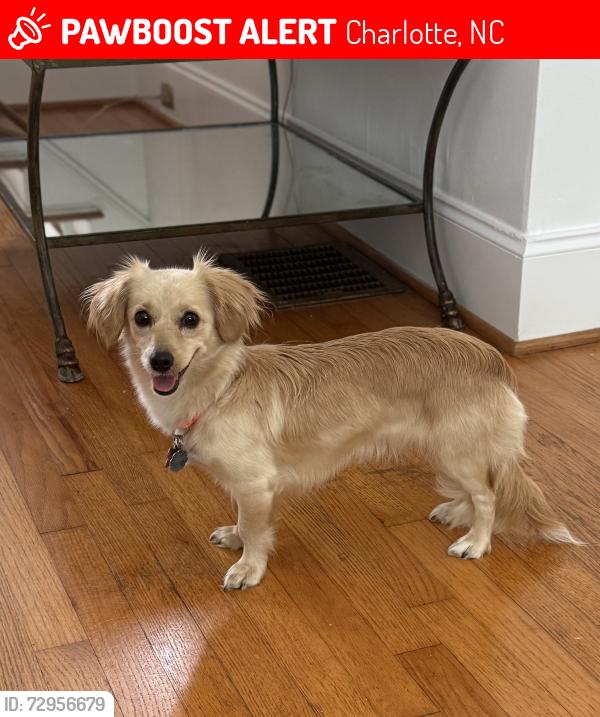 Lost Female Dog last seen Park Rd and Selwyn Avenue, Charlotte, NC 28209