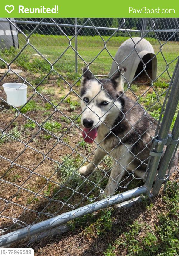 Reunited Female Dog last seen In between Three Bridge Rd and Turlington, Dunn, NC 28339
