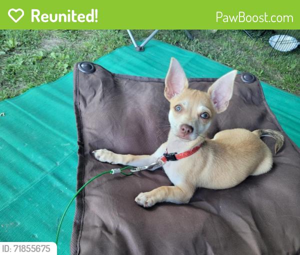 Reunited Male Dog last seen CONOCO gas station , Perry, MI 48872