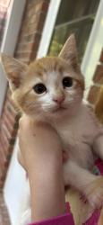 Reunited Unknown Cat last seen Near Pelham road, Greenville, SC 29616