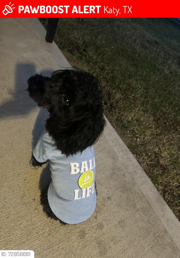 Lost Male Dog last seen Camillo Lakes, Katy, TX 77493