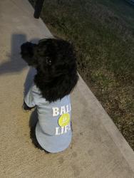 Lost Male Dog last seen Camillo Lakes, Katy, TX 77493