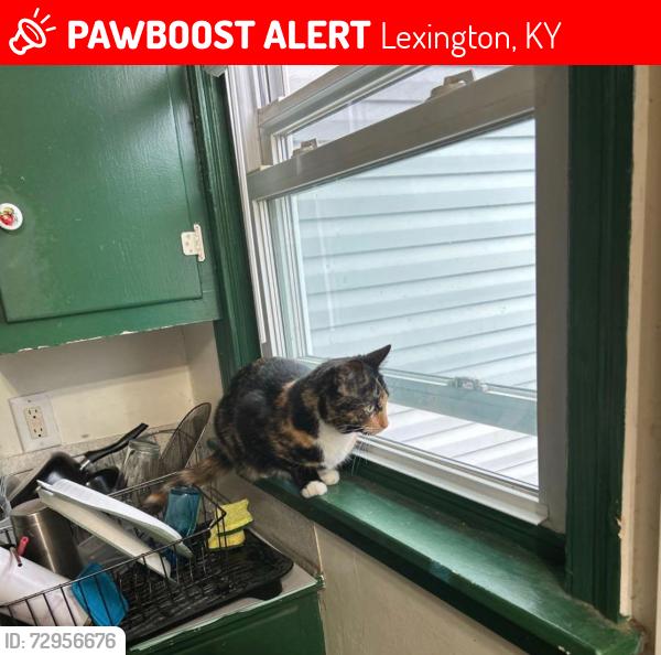 Lost Female Cat last seen Oak hill dr, cicada ave, Lexington, KY 40505