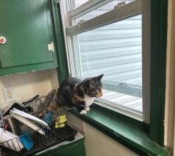 Lost Female Cat last seen Oak hill dr, cicada ave, Lexington, KY 40505