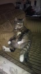 Reunited Female Cat last seen Block south of berryhill elementary , Berryhill, OK 74107