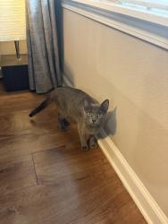 Found/Stray Unknown Cat last seen QT , Greenville, SC 29607