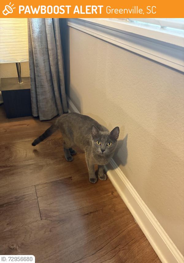 Found/Stray Unknown Cat last seen QT , Greenville, SC 29607