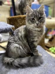 Lost Male Cat last seen Penola catholic college , Glenroy, VIC 3046