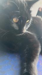 Reunited Male Cat last seen Lakeside Crossing mobile home park , cross streets is Dacy lane front of trailer park , Bebee rd back of trailer park, Kyle, TX 78640