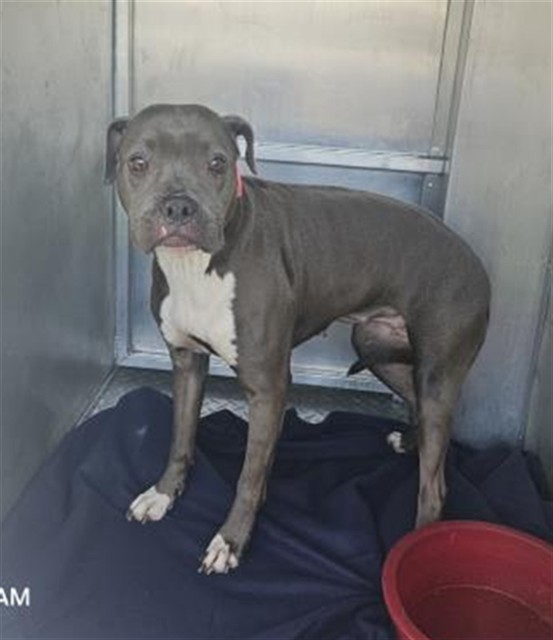 Shelter Stray Female Dog last seen Near BLOCK PINEHURST ST, DETROIT, MI 48204, Detroit, MI 48211