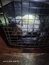 Shelter Stray Male Cat last seen RIGSBY, San Antonio, TX 78227