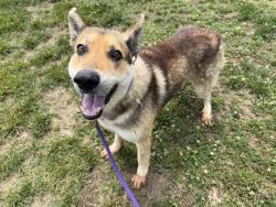 Shelter Stray Male Dog last seen CHARLOTTE, Charlotte, NC 28217