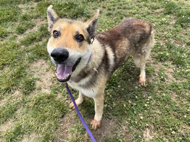 Shelter Stray Male Dog last seen CHARLOTTE, Charlotte, NC 28217