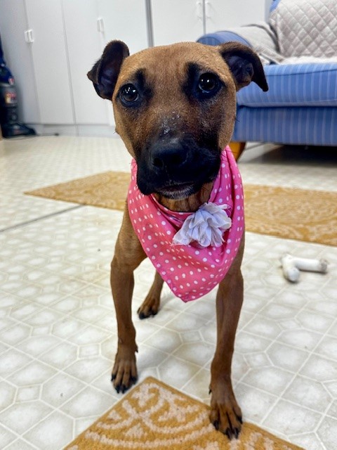 Shelter Stray Female Dog last seen CHARLOTTE, 8315 Byrum Dr, Charlotte, NC 28217, USA