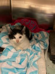 Shelter Stray Male Cat last seen BAUR,63132, Olivette, MO 63132