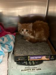 Shelter Stray Male Cat last seen BAUR, Olivette, MO 63132
