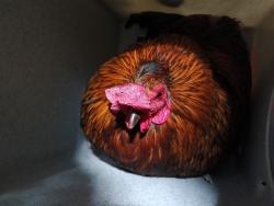 Shelter Stray Male Bird last seen , Downey, CA 90242