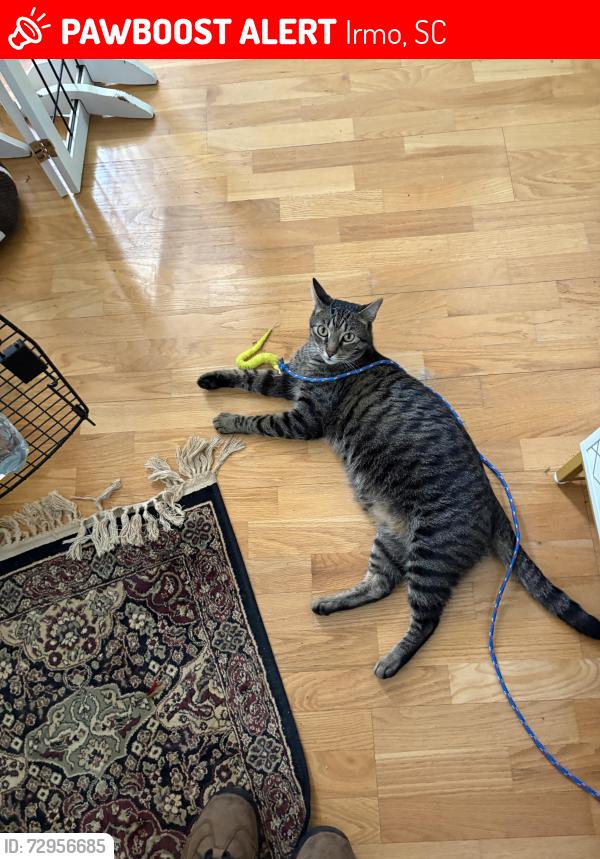 Lost Male Cat last seen Belfair subdivision Irmo, SC, Irmo, SC 29063