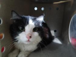 Shelter Stray Male Cat last seen , Downey, CA 90242
