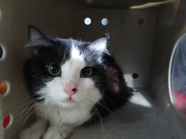 Shelter Stray Male Cat last seen , Downey, CA 90242