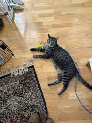 Lost Male Cat last seen Belfair subdivision Irmo, SC, Irmo, SC 29063