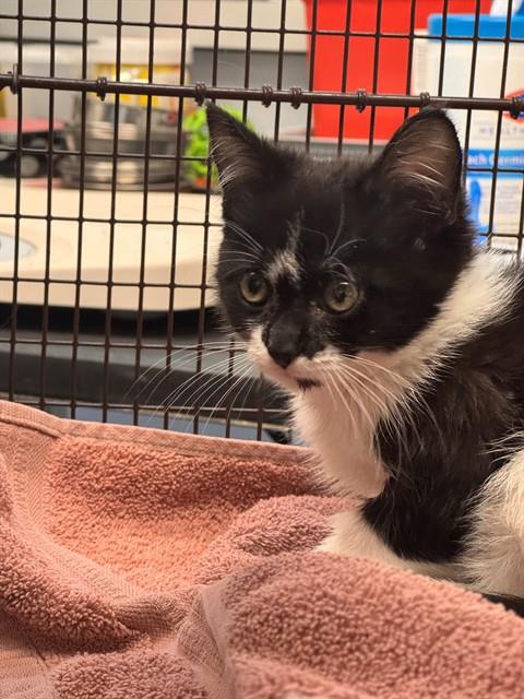 Shelter Stray Female Cat last seen , Tucson, AZ 85745