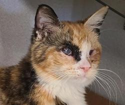 Shelter Stray Female Cat last seen , Tucson, AZ 85745