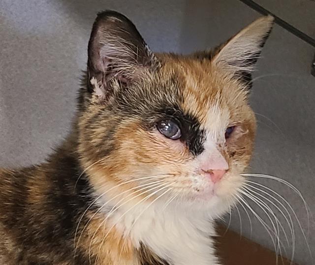Shelter Stray Female Cat last seen , Tucson, AZ 85745