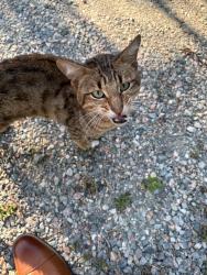Found/Stray Unknown Cat last seen Skipwith Rd and Forest Ave, Richmond, VA 23229