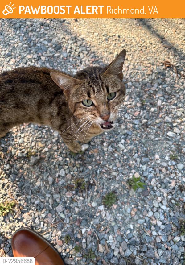 Found/Stray Unknown Cat last seen Skipwith Rd and Forest Ave, Richmond, VA 23229