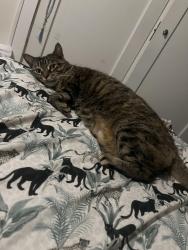 Reunited Female Cat last seen Near Morris Street/257 Yates Street, Albany, NY 12208