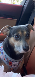 Lost Female Dog last seen Myrtle , San Diego, CA 92105
