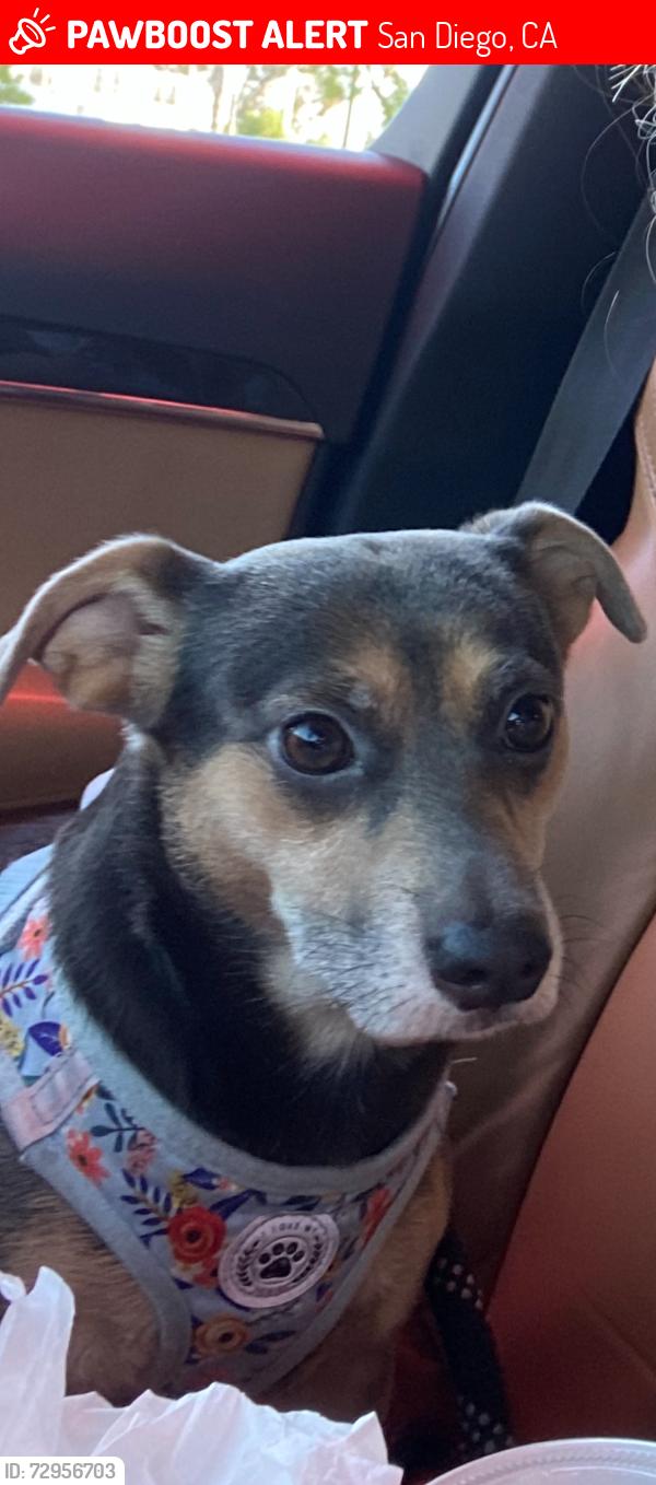 Lost Female Dog last seen Myrtle , San Diego, CA 92105