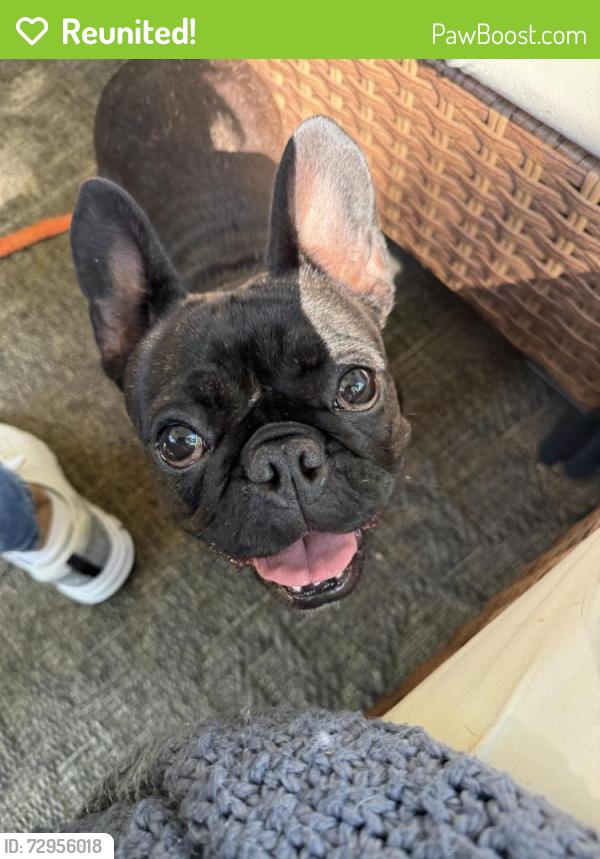 Reunited Female Dog last seen Woodside ave, Greenville, SC 29611