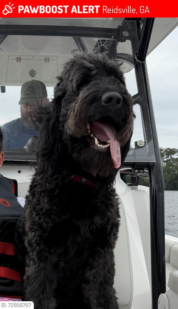 Lost Male Dog last seen Near Freddie Ray and Enoch Bradley Road, Reidsville, GA 30453