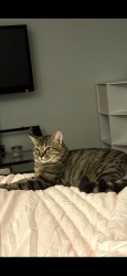 Lost Male Cat last seen West 140th St & Hazelmere, Cleveland, OH 44111
