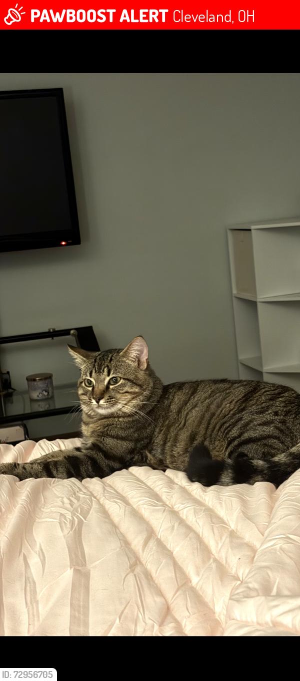 Lost Male Cat last seen West 140th St & Hazelmere, Cleveland, OH 44111