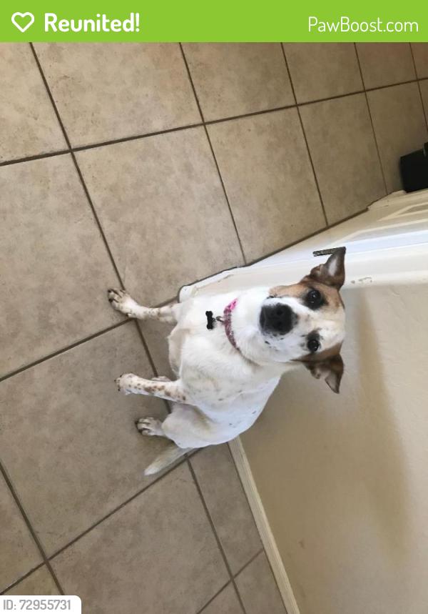 Reunited Female Dog last seen Cave Creek Road and Desert Willow, Cave Creek, AZ 85331
