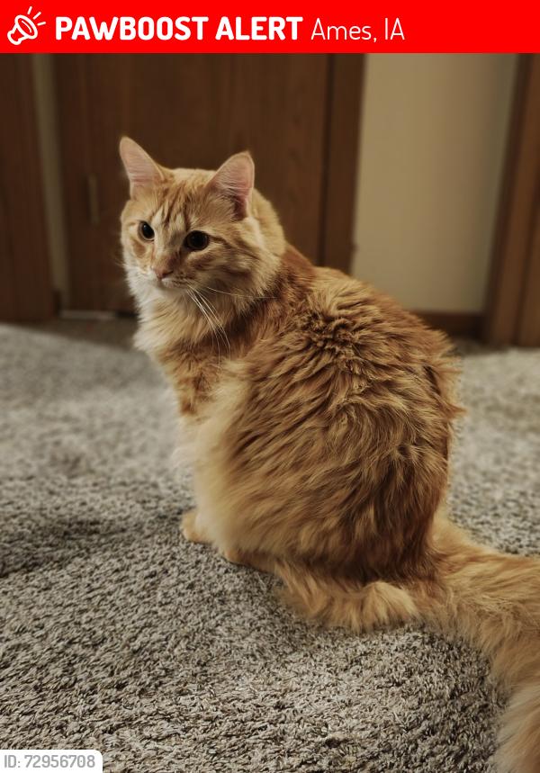 Lost Male Cat last seen Delaware Avenue , Ames, IA 50014