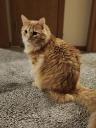 Lost Male Cat last seen Delaware Avenue , Ames, IA 50014
