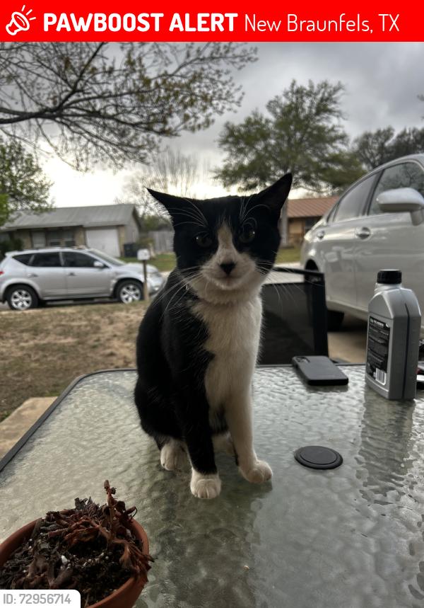 Lost Female Cat last seen Lahn rd , anhalt dr, New Braunfels, TX 78130