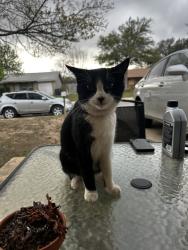 Lost Female Cat last seen Lahn rd , anhalt dr, New Braunfels, TX 78130
