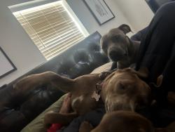 Reunited Female Dog last seen E Harold St, Gladewater, TX 75647, USA, Gladewater, TX 75647